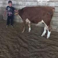 گوساله سیمینتال