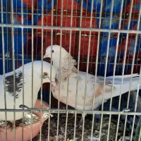 گنجه بری حیون پرشی|پرنده|گلستان (تهران), |دیوار