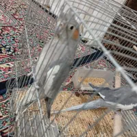 عروس هلندی|پرنده|بم, |دیوار