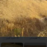 کاه درجه ۱|خدمات باغبانی و درختکاری|دهگلان, |دیوار