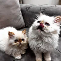 بچه گربه هیمالیا رد نویز|گربه|کیش, |دیوار