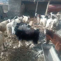 بز با بزغالع