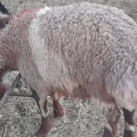 ۵بره نر ۳درشت، ۲متوسط ۵تا ۱۲۴میلیون اسفدن
