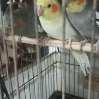عروس هلندی نر و ماده|پرنده|اصفهان, گلزار|دیوار