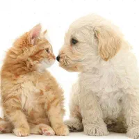 دامپزشک در محل و درمان بیماری سگ و گربه و پرندگان