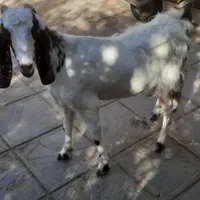 بره نر .میش بره ماده  بز پاکستانی راور|حیوانات مزرعه|کرمان, |دیوار