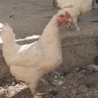 مرغ سیاه بومی وسفید بومی اصل تخمگذار