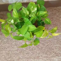 گل پرورش خونگی|گل و گیاه طبیعی|مسجد سلیمان, |دیوار