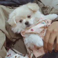 سگ پامر|سگ|مشهد, شهید بصیر|دیوار