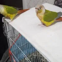 گرینچیگ آناناسی  آماده جوجه .سرحال بازیگوش