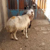 گوسفند. میش و بره. دوتا میش. یه بزغاله|حیوانات مزرعه|اشترینان, |دیوار