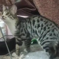 گربه پسر