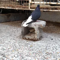 کفتر|پرنده|اهواز, اهواز|دیوار