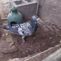 کبوتر سرور گلی نر|پرنده|برازجان, |دیوار