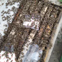 فروش کندوزنبوراصلاح نژادشده