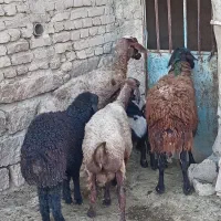 میش بره دار