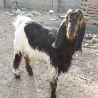 کهره نر پازن