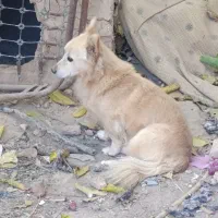 سگ نر|سگ|اسفراین, |دیوار