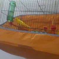 دوتا قناری لیمویی شور شور