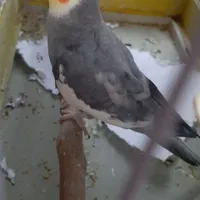 عروس هلندی گم شده