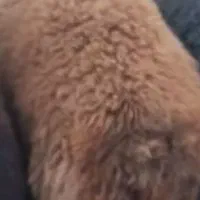 گوسفند وبز|حیوانات مزرعه|پاکدشت, پاکدشت (مامازند)|دیوار