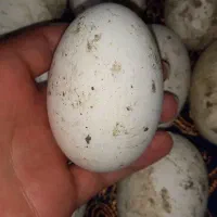 تخم قوغاز (لیندا)