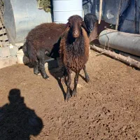 نره گوسفند|حیوانات مزرعه|گرگان, |دیوار