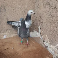 دوبر بالا هردو صید شده