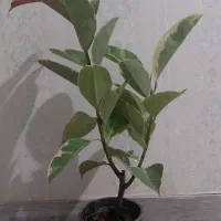 گل طبیعی فیلکوس