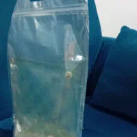 شطرنج آنتیک|کلکسیون و سرگرمی|رشت, حمیدیان|دیوار