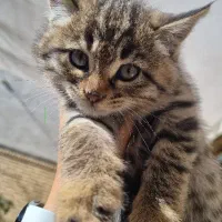 واگذاری بچه گربه