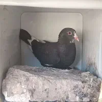ماده پلنگ