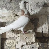 کفتر|پرنده|مشهد, شهرک مهرگان|دیوار