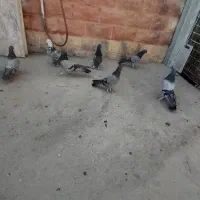 کبوتر سبز اصفهانی