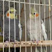 عروس هلندی مولد|پرنده|شیراز, جوادیه|دیوار