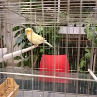 قناری گلاستر ماده