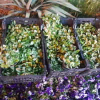 نارنج حدود۳۰۰گلدان فوری فروشی