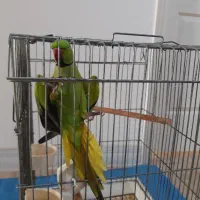 طوطی|پرنده|بابل, |دیوار