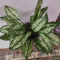 گل طبیعی|گل و گیاه طبیعی|گلستان (تهران), |دیوار