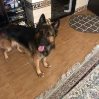 سگ ژرمن نر (جفتگیری|سگ|رشت, یخسازی|دیوار