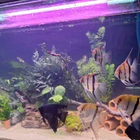 آکواریوم گیاهی با گیاهان بدون نیاز به بستر|ماهی|کرمان, |دیوار