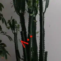 گل وگیاه طبیعی