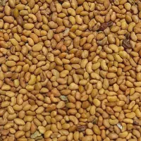 تخمه یونجه درجه یک