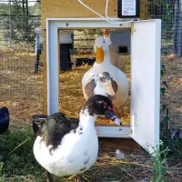 درب اتومات مرغ|لوازم جانبی حیوانات|بوکان, |دیوار