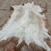 قصابی گاو گوسفند بز و ...