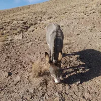 خروکره‌فروشی