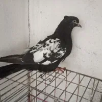 کبوتر طوقی|پرنده|گله دار, |دیوار