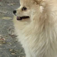 توله سگ|سگ|خرم‌آباد, |دیوار