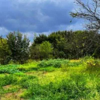 ۲۲۰مترزمین کوهپایه جنگل جاده‌ قلعه رودخان دوردیوار