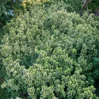 شمشاد سوزنی نعنایی و طلایی|گل و گیاه طبیعی|واجارگاه, |دیوار